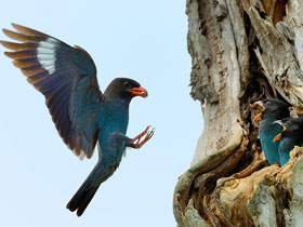 Восточный широкорот Восточный широкорот