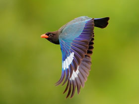 Восточный широкорот Восточный широкорот