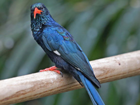 Зелёный лесной удод