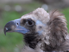 Смотреть фото Черный гриф Фото Черный гриф