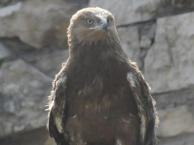 Смотреть фото Размножение птиц в неволе и в природе Фото Размножение птиц в неволе и в природе