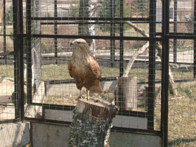 Смотреть фото Курганник Фото Курганник