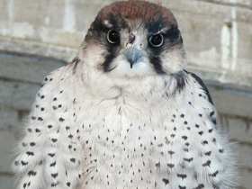 Смотреть фото Ланнер Фото Ланнер