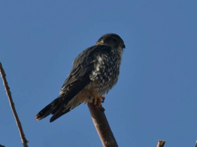 Фото Дербник