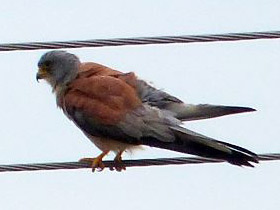 Смотреть фото Степная пустельга Фото Степная пустельга