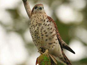 Фото Маврикийская пустельга