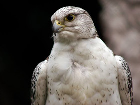 Смотреть фото Кречет Фото Кречет