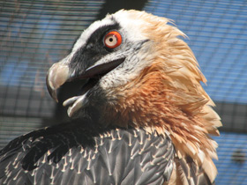 Смотреть фото Бородач Фото Бородач