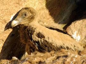 Смотреть фото Бородач Фото Бородач