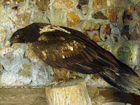 Смотреть фото Бородач Фото Бородач