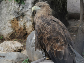 Смотреть фото Орлан-белохвост Фото Орлан-белохвост