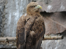 Орлан-белохвост