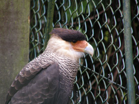 Смотреть фото Обыкновенная каракара Фото Обыкновенная каракара