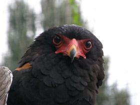 Орёл-скоморох Орёл-скоморох