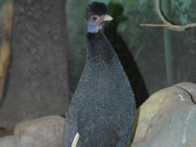 Смотреть фото Чубатая цесарка Фото Чубатая цесарка