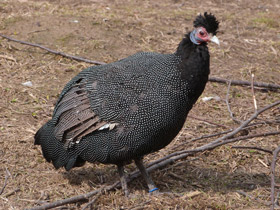 Смотреть фото Чубатая цесарка Фото Чубатая цесарка