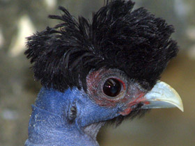 Обыкновенная цесарка: пернатый единорог