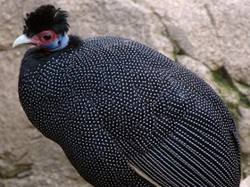 Смотреть фото Чубатая цесарка Фото Чубатая цесарка