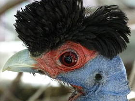 Смотреть фото Чубатая цесарка Фото Чубатая цесарка