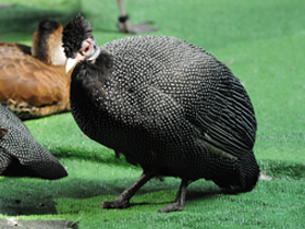 Смотреть фото Чубатая цесарка Фото Чубатая цесарка