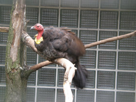 Фото Кустарниковый большеног