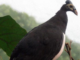 Смотреть фото Большеног-малео Фото Большеног-малео