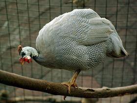 Фото Обыкновенная цесарка: пернатый единорог