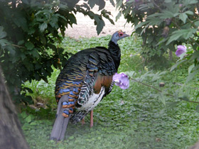 Глазчатая индейка Глазчатая индейка