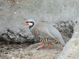 Смотреть фото Азиатский кеклик Фото Азиатский кеклик