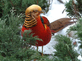 Золотой фазан Золотой фазан