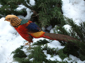Золотой фазан Золотой фазан