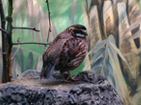 Смотреть фото Виргинская американская куропатка Фото Виргинская американская куропатка