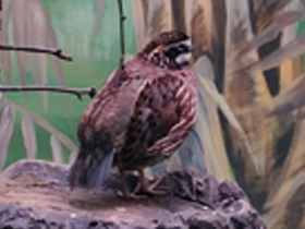 Смотреть фото Виргинская американская куропатка Фото Виргинская американская куропатка