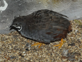 Смотреть фото Расписной перепел Фото Расписной перепел