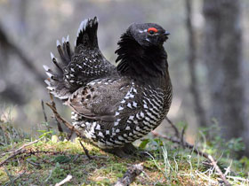 Канадская дикуша Канадская дикуша