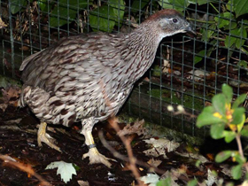 Смотреть фото Франколин Эркеля Фото Франколин Эркеля