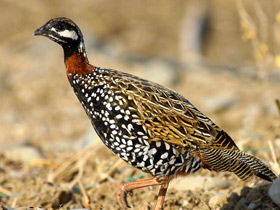 Смотреть фото Турач Фото Турач