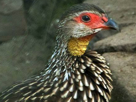 Смотреть фото Желтогорлый франколин Фото Желтогорлый франколин