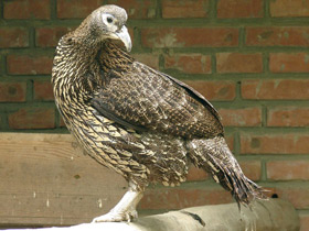 Смотреть фото Китайский монал Фото Китайский монал