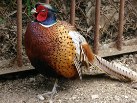 Смотреть фото Обыкновенный фазан Фото Обыкновенный фазан