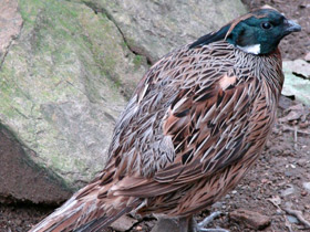 Смотреть фото Коклас Фото Коклас