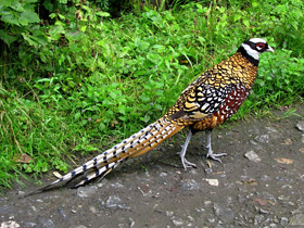 Королевский фазан Королевский фазан