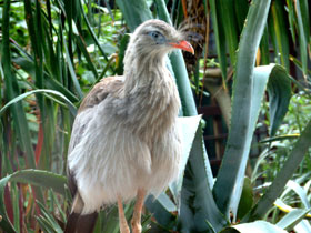 Смотреть фото Хохлатая кариама Фото Хохлатая кариама