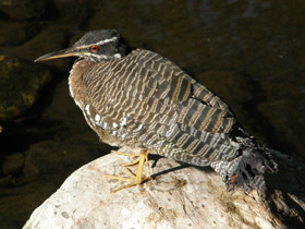 Фото Солнечная цапля