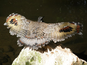 Фото Солнечная цапля