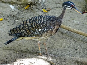 Фото Солнечная цапля