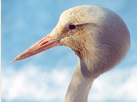 Журавль Стэнли