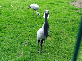 Смотреть фото Красавка Фото Красавка