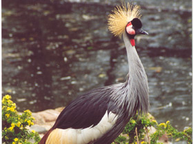 Смотреть фото Венценосный журавль Фото Венценосный журавль