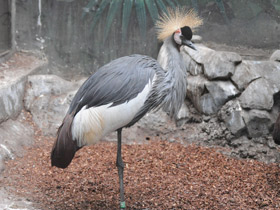 Смотреть фото Венценосный журавль Фото Венценосный журавль